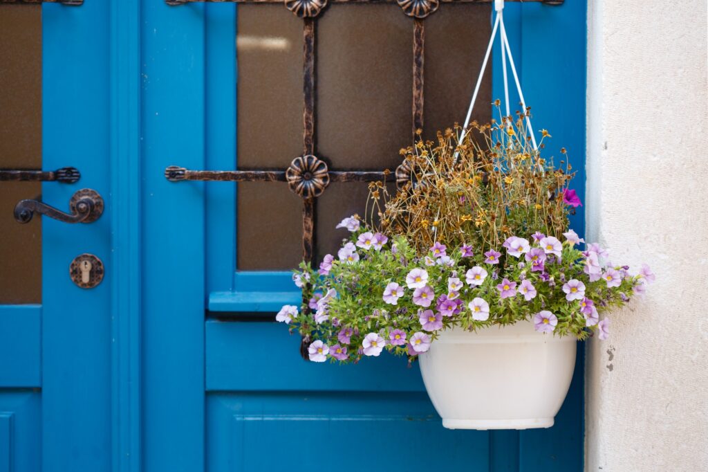 Small blossoming flowers in white pot hanging on a blue vintage door