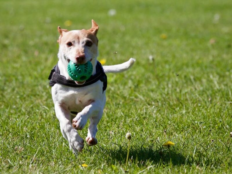 pexels-matthias-zomer-422220 (2) (1)